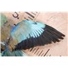 Image 6 : *Rarely Seen* "Flying" EUROPEAN ROLLER BIRD