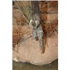 Image 10 : XXL Life-sized SITATUNGA on a Natural Base