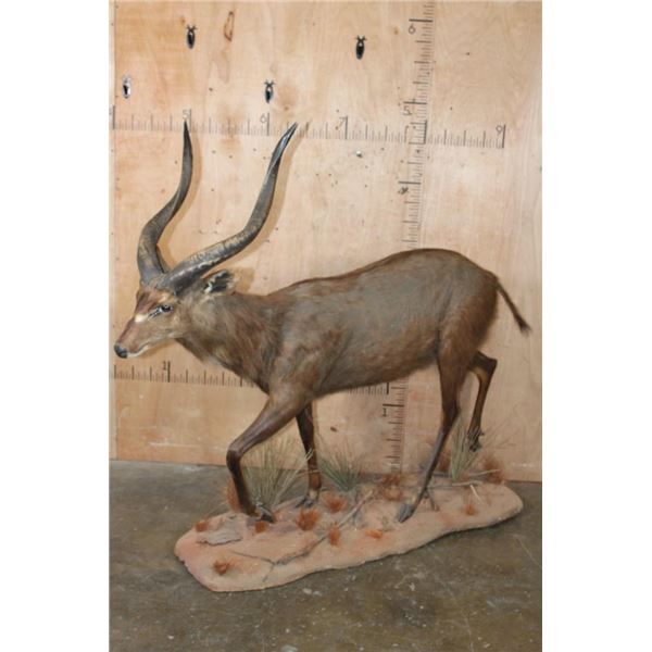 XXL Life-sized SITATUNGA on a Natural Base