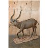 Image 1 : XXL Life-sized SITATUNGA on a Natural Base