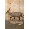 Image 2 : XXL Life-sized SITATUNGA on a Natural Base