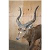 Image 3 : XXL Life-sized SITATUNGA on a Natural Base