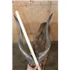 Image 5 : XXL Life-sized SITATUNGA on a Natural Base