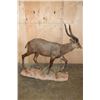 Image 7 : XXL Life-sized SITATUNGA on a Natural Base