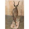 Image 9 : XXL Life-sized SITATUNGA on a Natural Base
