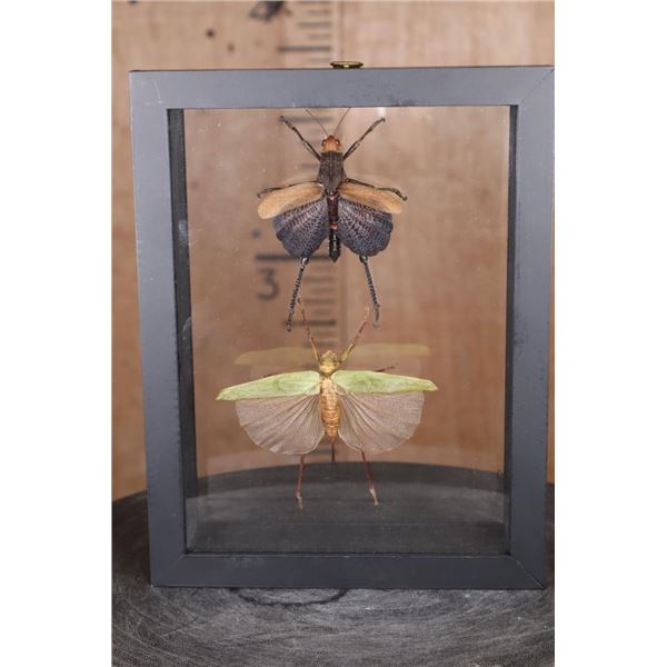 *Brand New* GIANT NEOTROPICAL GRASSHOPPER and GIANT KATYDID in a Display Frame