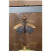 Image 2 : *Brand New* GIANT NEOTROPICAL GRASSHOPPER and GIANT KATYDID in a Display Frame
