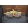 Image 3 : *Brand New* GIANT NEOTROPICAL GRASSHOPPER and GIANT KATYDID in a Display Frame