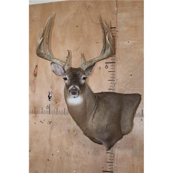 Big 12-Point Typical WHITETAIL DEER Wall Pedestal