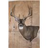 Image 1 : Big 12-Point Typical WHITETAIL DEER Wall Pedestal