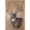 Image 2 : Big 12-Point Typical WHITETAIL DEER Wall Pedestal