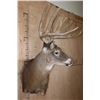 Image 3 : Big 12-Point Typical WHITETAIL DEER Wall Pedestal