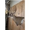 Image 4 : Big 12-Point Typical WHITETAIL DEER Wall Pedestal