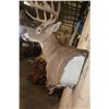 Image 5 : Big 12-Point Typical WHITETAIL DEER Wall Pedestal