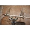 Image 6 : Big 12-Point Typical WHITETAIL DEER Wall Pedestal