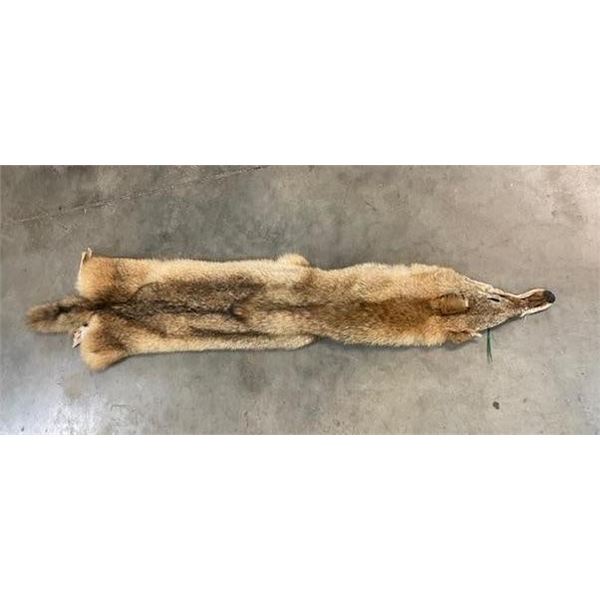 *New* Soft and Tanned BRUSH WOLF or COYOTE Fur, Skin, or Hide