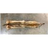 Image 1 : *New* Soft and Tanned BRUSH WOLF or COYOTE Fur, Skin, or Hide