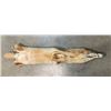 Image 2 : *New* Soft and Tanned BRUSH WOLF or COYOTE Fur, Skin, or Hide