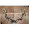 Image 10 : Big 11-Point MULE DEER Pedestal Mount on a Decorative Base with Wheels