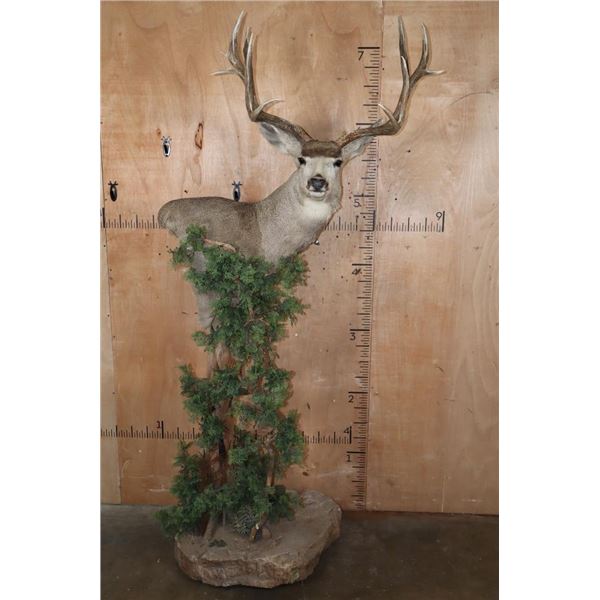 Big 11-Point MULE DEER Pedestal Mount on a Decorative Base with Wheels