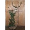 Image 1 : Big 11-Point MULE DEER Pedestal Mount on a Decorative Base with Wheels