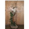 Image 2 : Big 11-Point MULE DEER Pedestal Mount on a Decorative Base with Wheels