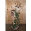 Image 3 : Big 11-Point MULE DEER Pedestal Mount on a Decorative Base with Wheels