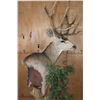 Image 4 : Big 11-Point MULE DEER Pedestal Mount on a Decorative Base with Wheels
