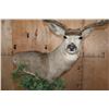 Image 5 : Big 11-Point MULE DEER Pedestal Mount on a Decorative Base with Wheels