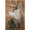 Image 6 : Big 11-Point MULE DEER Pedestal Mount on a Decorative Base with Wheels