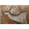 Image 9 : Big 11-Point MULE DEER Pedestal Mount on a Decorative Base with Wheels