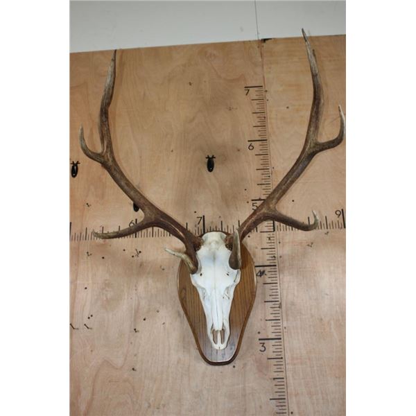 Big 36-Point ELK Skull on a Wood Plaque
