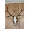 Image 1 : Big 36-Point ELK Skull on a Wood Plaque