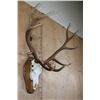 Image 2 : Big 36-Point ELK Skull on a Wood Plaque