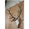 Image 3 : Big 36-Point ELK Skull on a Wood Plaque