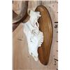 Image 4 : Big 36-Point ELK Skull on a Wood Plaque