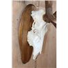 Image 5 : Big 36-Point ELK Skull on a Wood Plaque