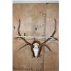 Image 6 : Big 36-Point ELK Skull on a Wood Plaque