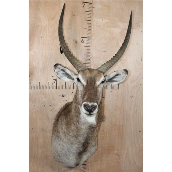 XL WATERBUCK Shoulder Mount