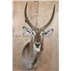 Image 1 : XL WATERBUCK Shoulder Mount
