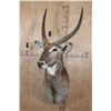 Image 2 : XL WATERBUCK Shoulder Mount