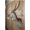 Image 3 : XL WATERBUCK Shoulder Mount