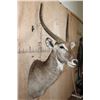 Image 4 : XL WATERBUCK Shoulder Mount
