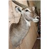 Image 5 : XL WATERBUCK Shoulder Mount