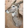 Image 6 : XL WATERBUCK Shoulder Mount