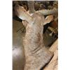 Image 7 : XL WATERBUCK Shoulder Mount