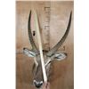 Image 8 : XL WATERBUCK Shoulder Mount