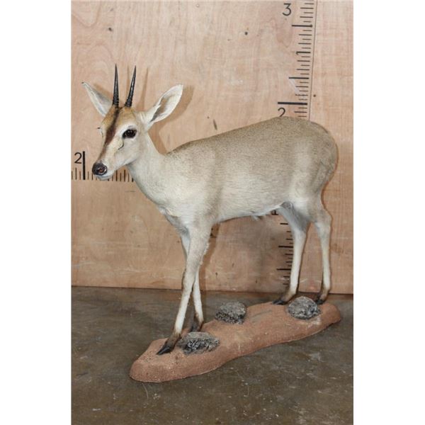 Life-sized Southern BUSH DUIKER or COMMON DUIKER on a Natural Base