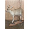 Image 1 : Life-sized Southern BUSH DUIKER or COMMON DUIKER on a Natural Base
