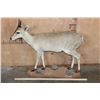 Image 2 : Life-sized Southern BUSH DUIKER or COMMON DUIKER on a Natural Base